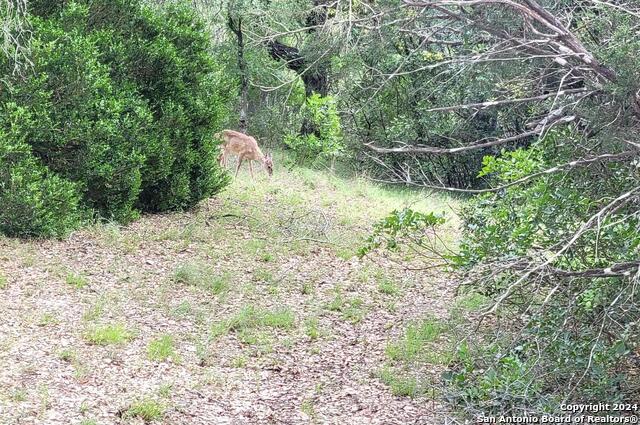 Lot 270 Forest Clfs Property Photo 3