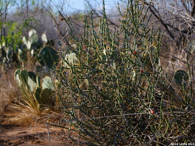 Tbd Fm 186 Property Photo 11