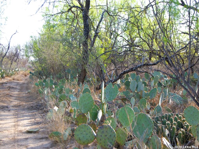Tbd Fm 186 Property Photo 16