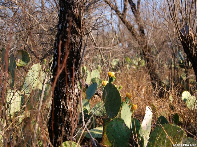 Tbd Fm 186 Property Photo 18