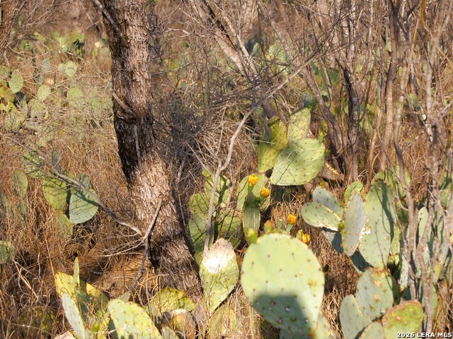 Tbd Fm 186 Property Photo 22
