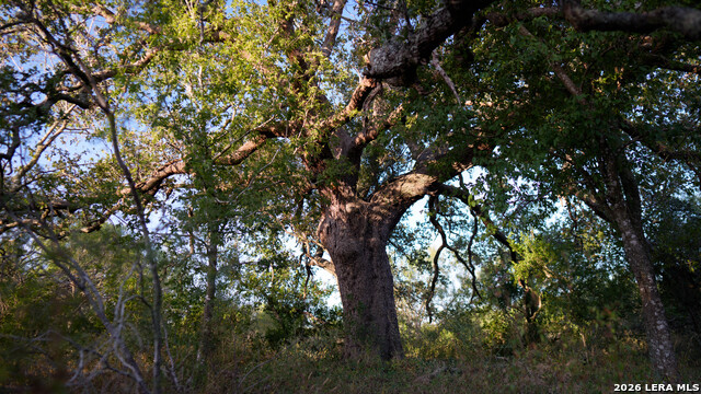 13407 Fm 1346 Property Photo 9