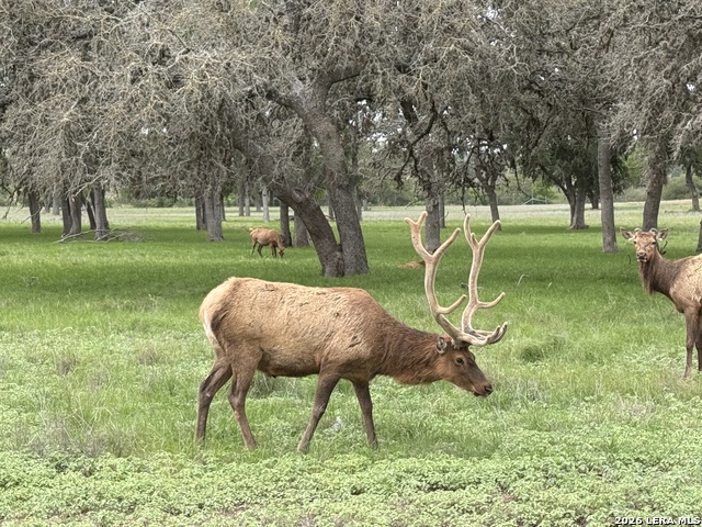 79 Lot Red Stag Property Photo 14