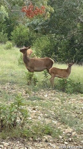 79 Lot Red Stag Property Photo 16
