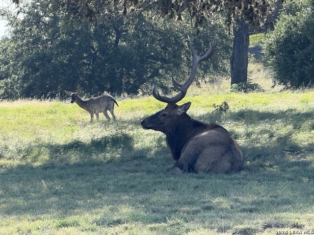 79 Lot Red Stag Property Photo 17