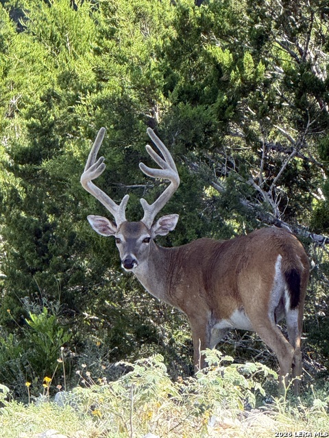 79 Lot Red Stag Property Photo 18