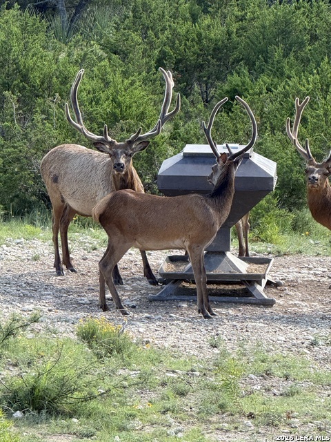 79 Lot Red Stag Property Photo 19