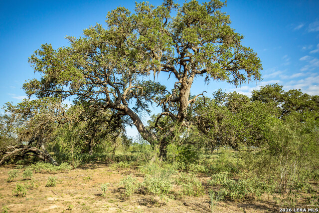 1116 Earl Williams Property Photo 10