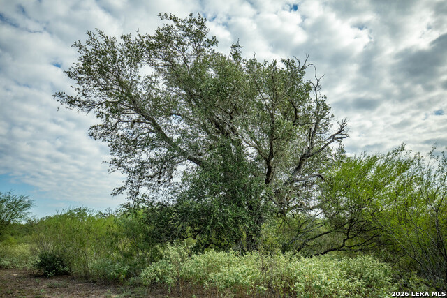 1116 Earl Williams Property Photo 29