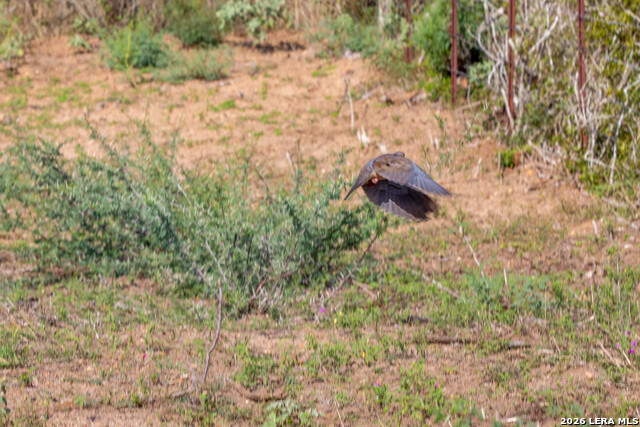 1116 Earl Williams Property Photo 39