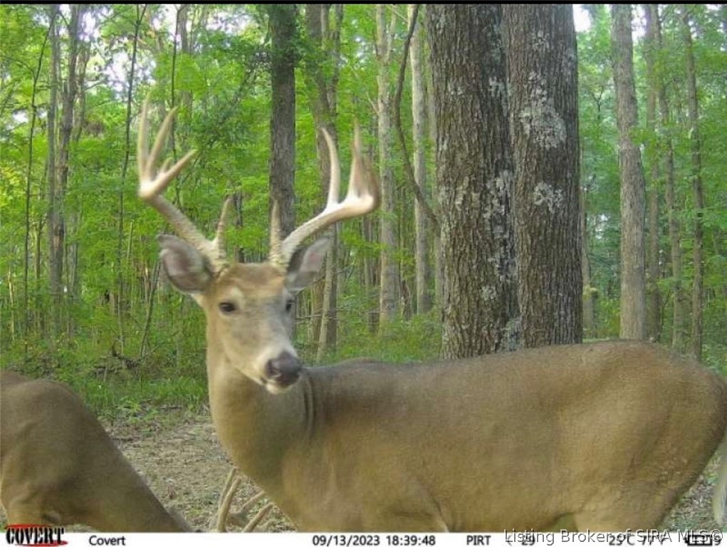 Lot #5 Deer Creek Road Property Photo 2