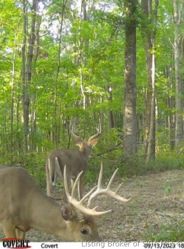 Lot #5 Deer Creek Road Property Photo 4