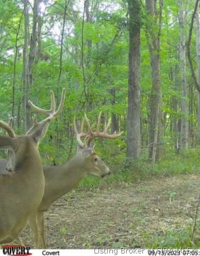 Lot #5 Deer Creek Road Property Photo 5