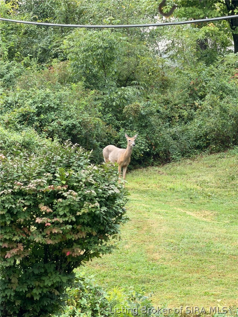 221 Miles Ridge Road Property Photo 36