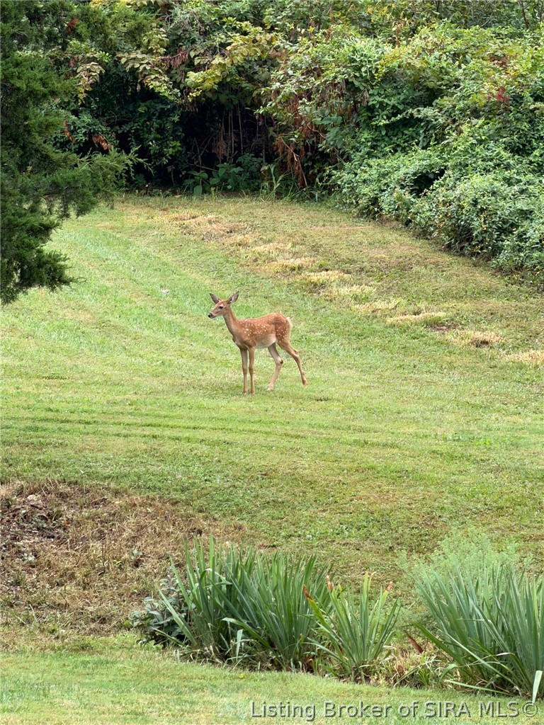 221 Miles Ridge Road Property Photo 38
