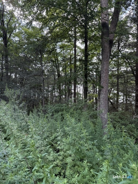 Spectacle Ridge Road Property Photo 5