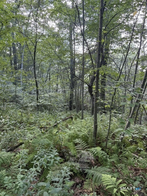 Spectacle Ridge Road Property Photo 8