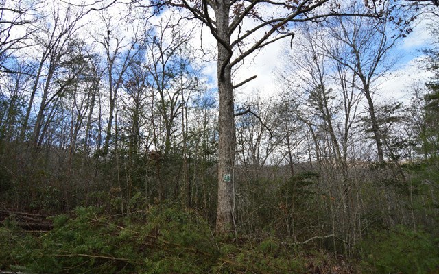 Lot 48 Laurel Brook Property Photo