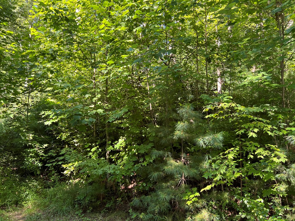 Tbd Moms Falls Property Photo 3