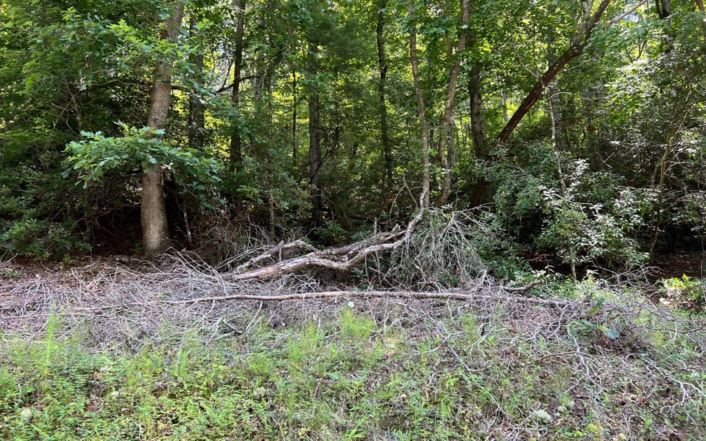 Tr 1 Fires Creek Cove Property Photo 16