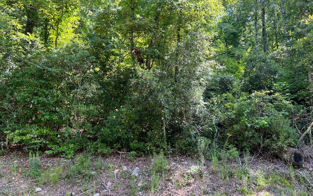 Tr 1 Fires Creek Cove Property Photo 24