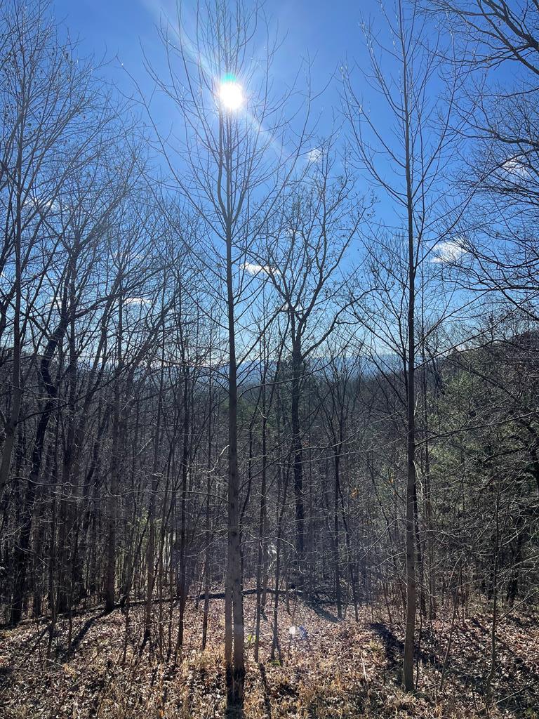 Lt 45/51 Wolf Mountain Property Photo 1