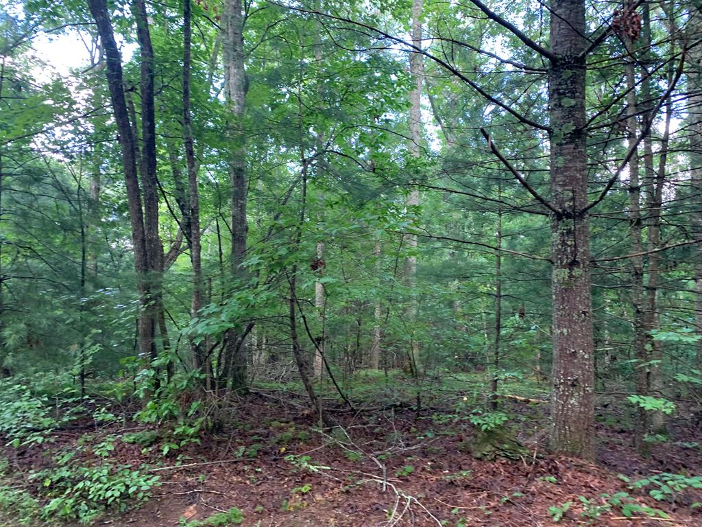 101 River Mountain Drive Property Photo 10