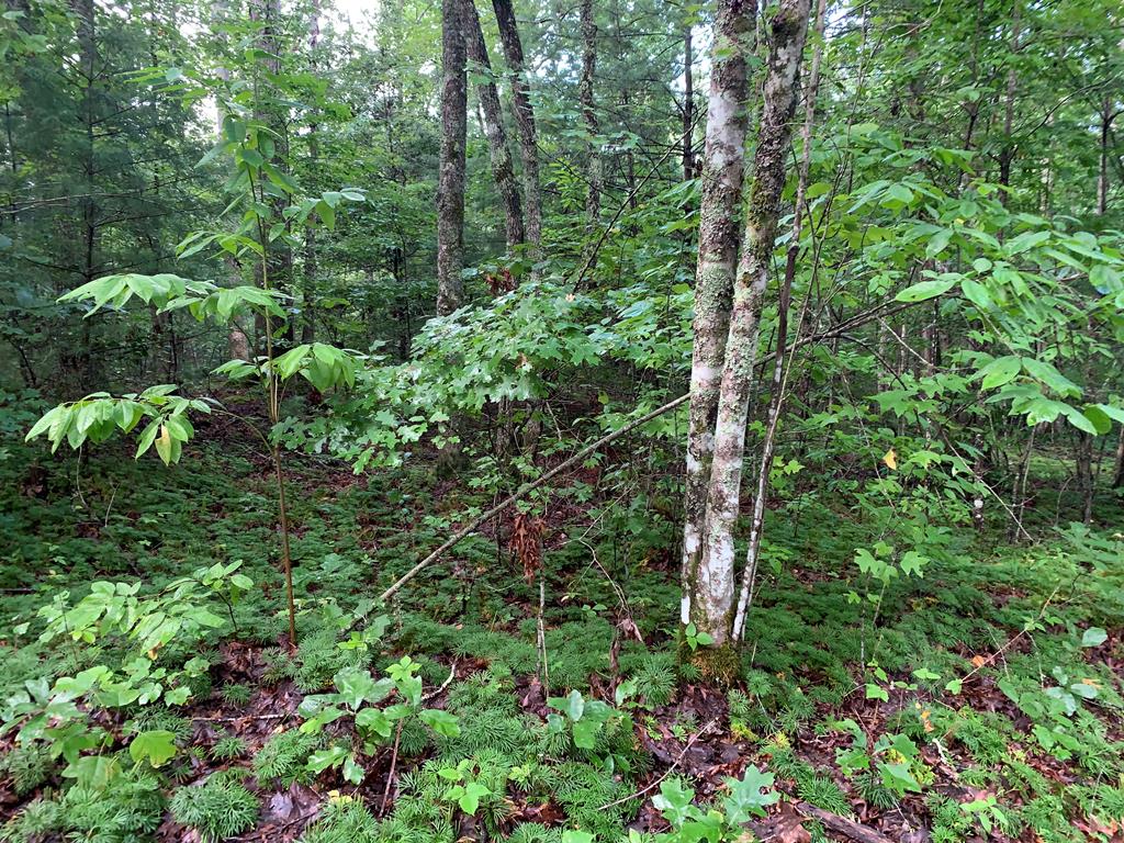 101 River Mountain Drive Property Photo 11