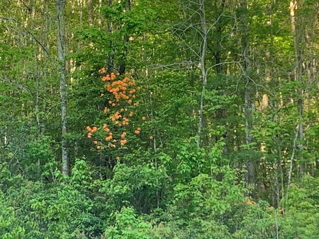 101 River Mountain Drive Property Photo 12