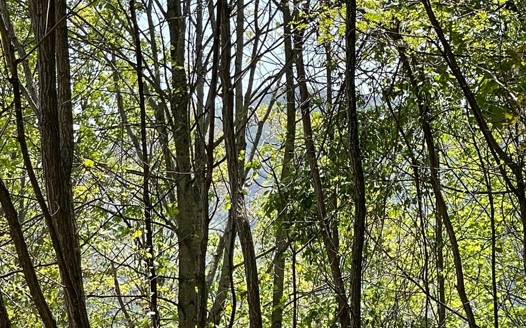 Lot 67 The Sanctuary At Vance Mountain Property Photo 6