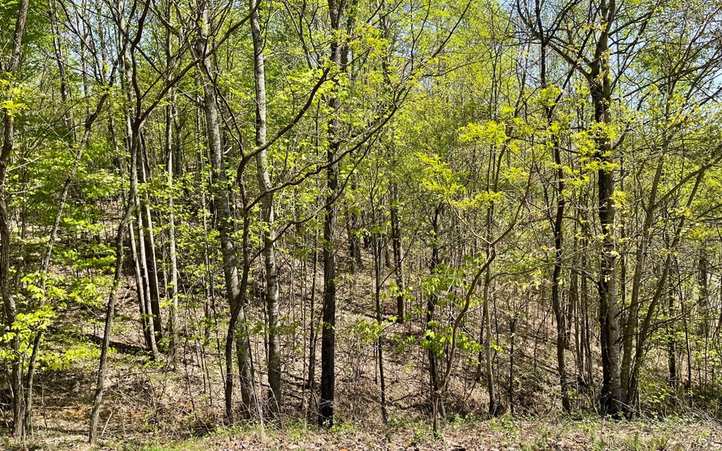 Lot 67 The Sanctuary At Vance Mountain Property Photo 19