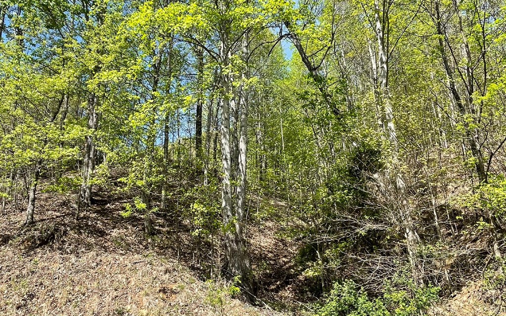 Lot 67 The Sanctuary At Vance Mountain Property Photo 27
