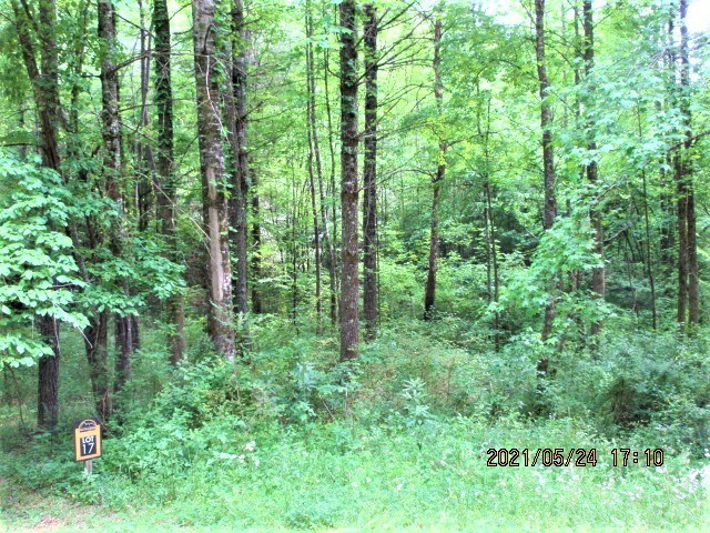 00 Owl Creek & Panther Springs Property Photo 2