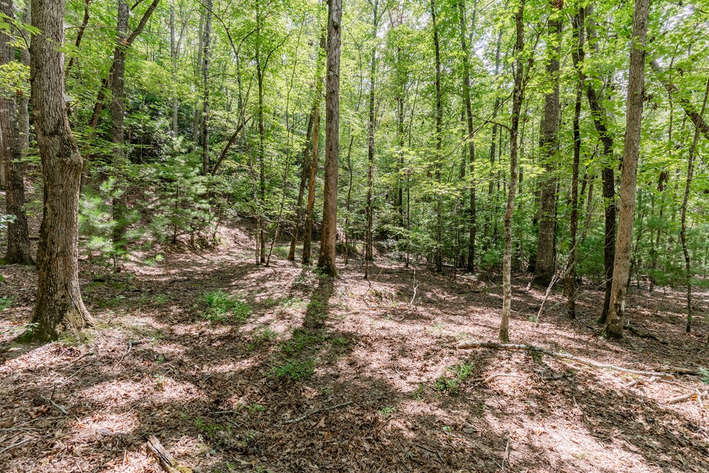 Tbd Waldroup Road Property Photo 2