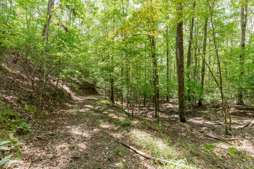 Tbd Waldroup Road Property Photo 3