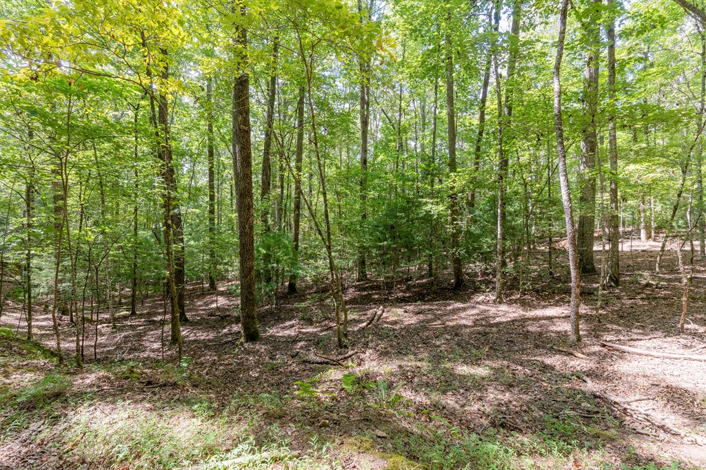 Tbd Waldroup Road Property Photo 4