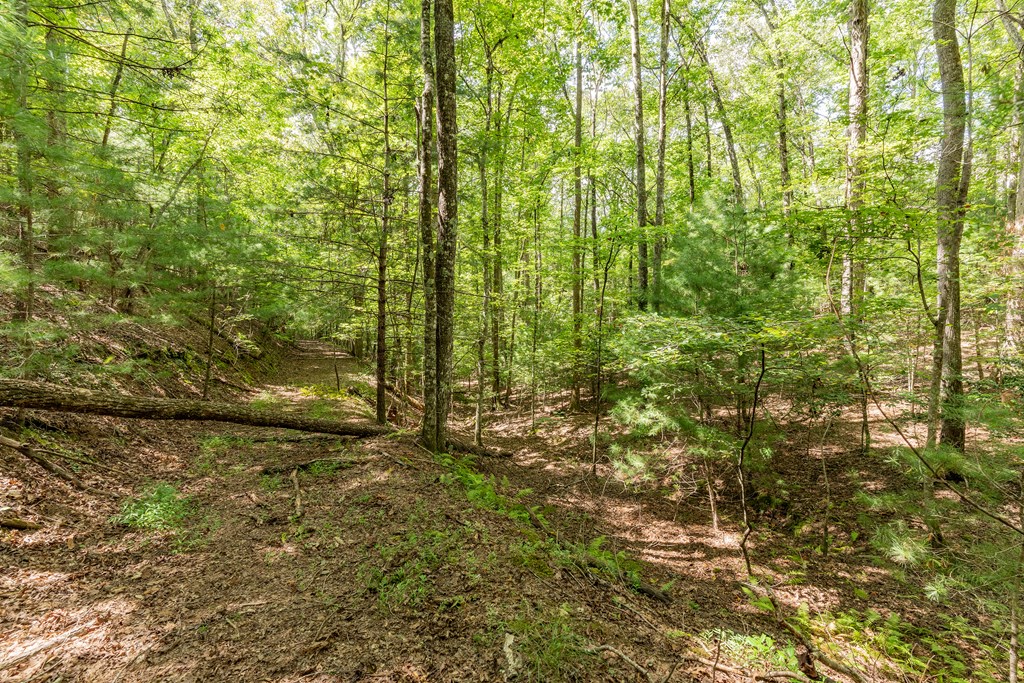 Tbd Waldroup Road Property Photo 5