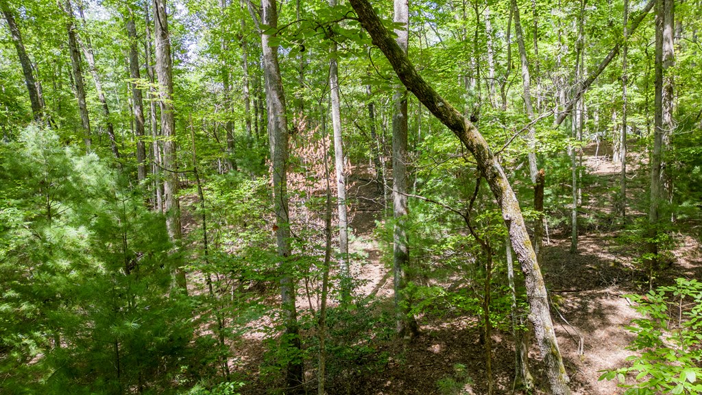 Tbd Waldroup Road Property Photo 7