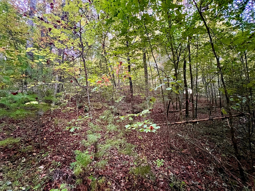 10.53ac Sharing Lane/ Highway 294 Property Photo 6