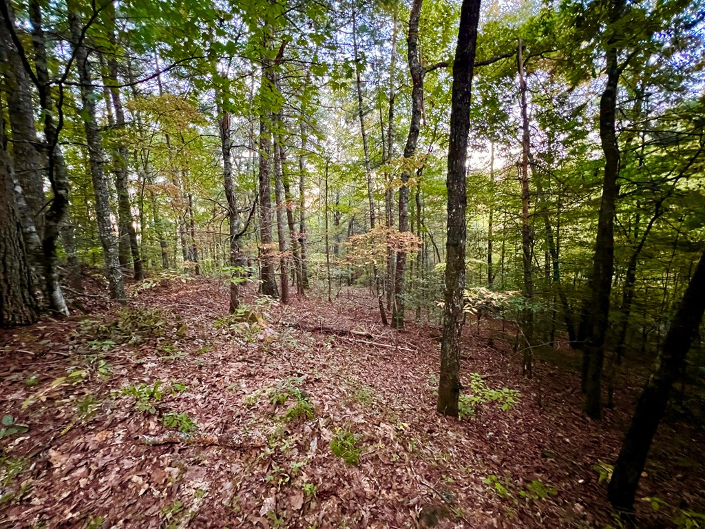 10.53ac Sharing Lane/ Highway 294 Property Photo 8