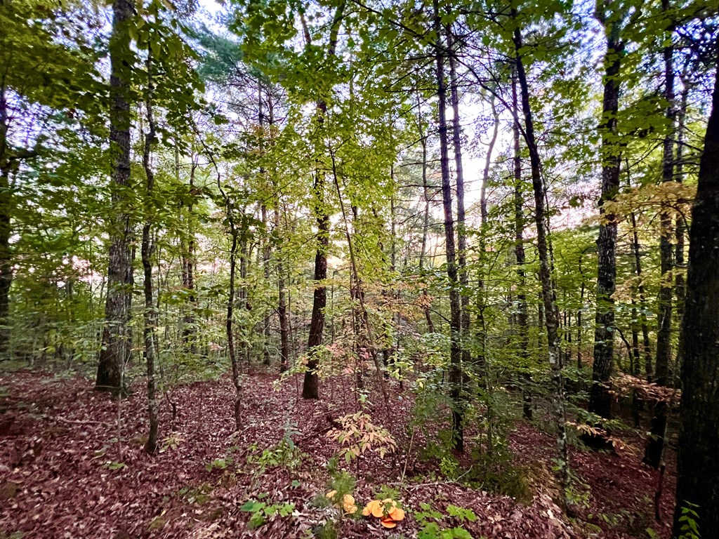 10.53ac Sharing Lane/ Highway 294 Property Photo 10