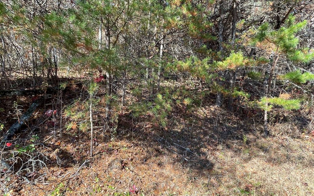 Lot 12 Brookhaven Property Photo 5