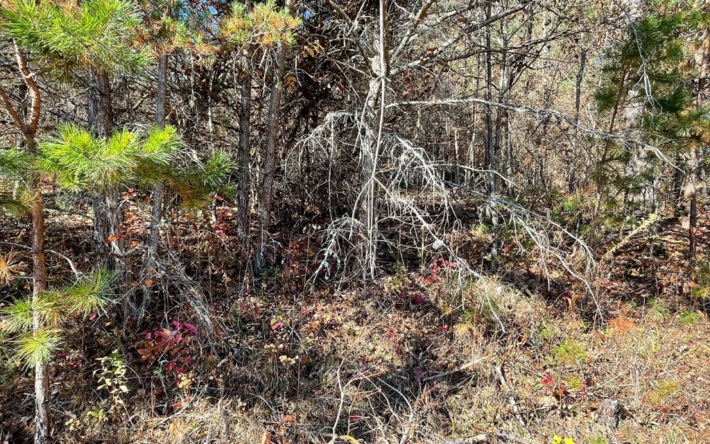 Lot 12 Brookhaven Property Photo 7