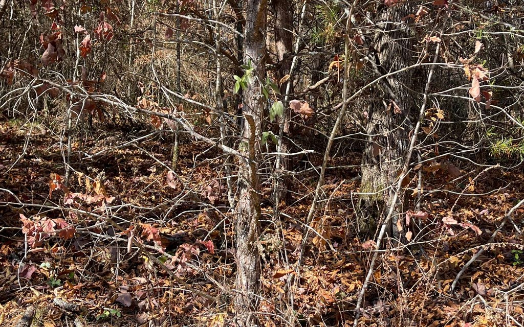 Lot 12 Brookhaven Property Photo 10