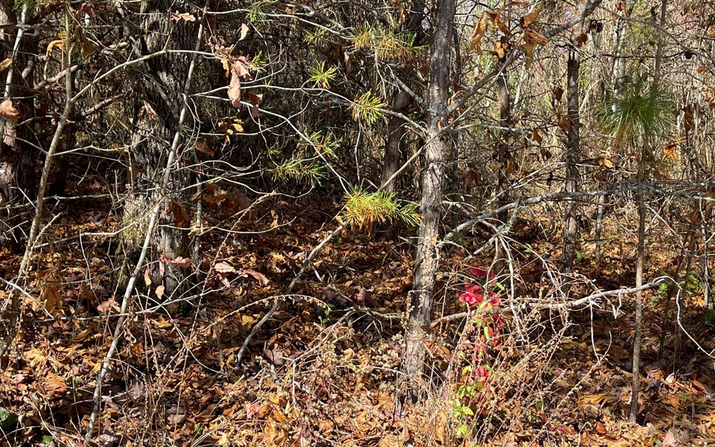 Lot 12 Brookhaven Property Photo 11