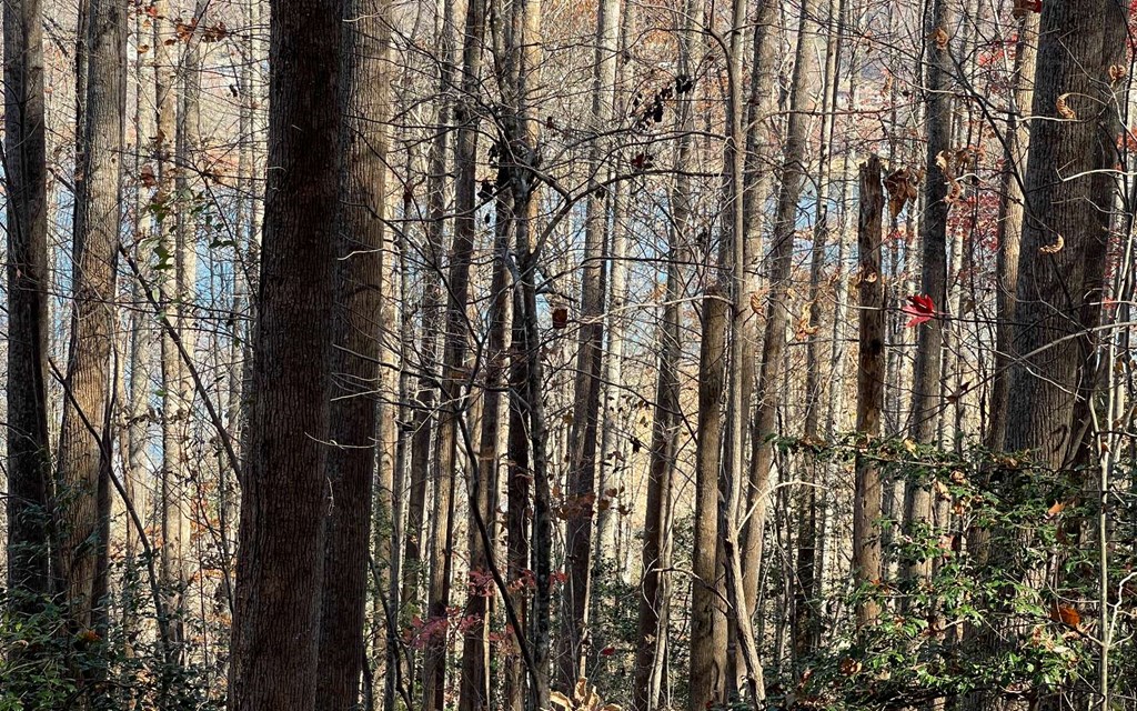 Lot 19 Twin Mountain Subdivision Property Photo 25