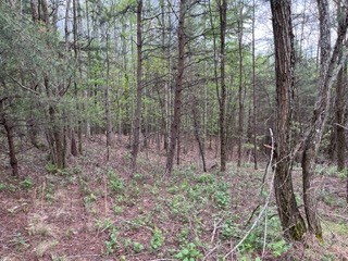 Lot 20 Yellow Maple Drive Property Photo 13