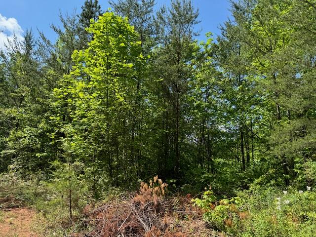Lot 11 Paradise Mountain Property Photo