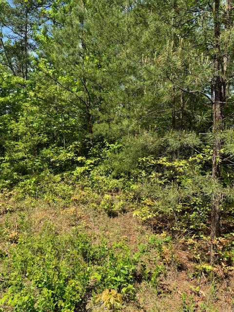 Lot 12 Paradise Mountain Property Photo