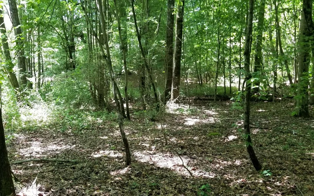 1.687 Hwy 64 Property Photo 9